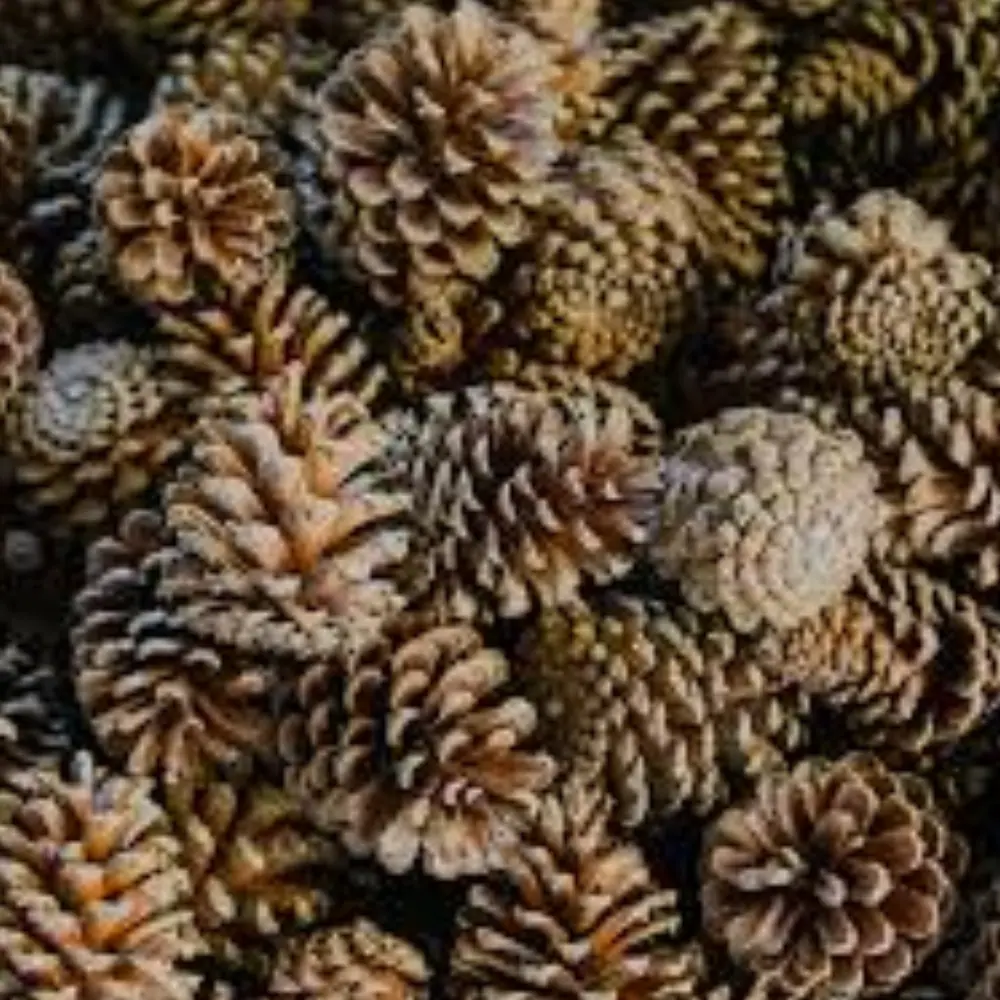 Pinecone firestarters